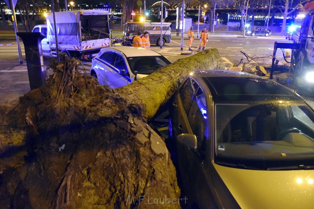 Baum auf PKWs Koeln Mitte Rheinuferstr Goldgasse P033.JPG - Miklos Laubert